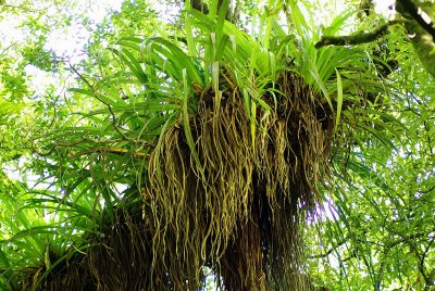Giant epiphyte.jpg