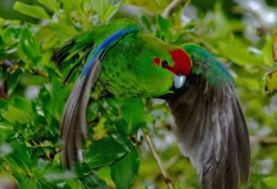 NZ Parrots & Parakeets.