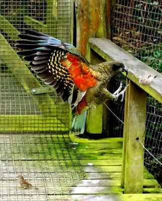 Kea landing.jpg