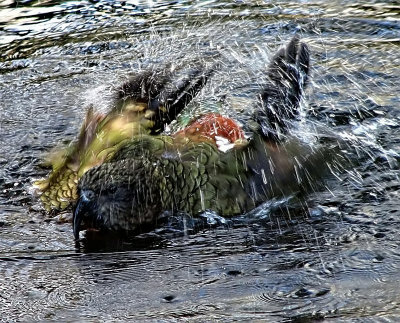 Kea bath time.jpg