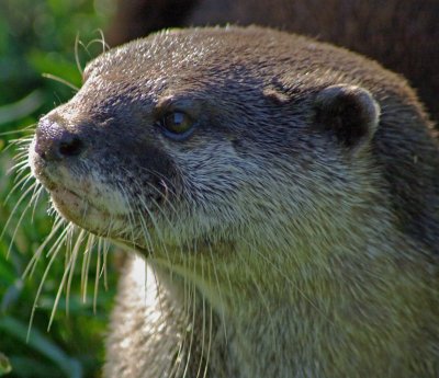Small otter  .jpg