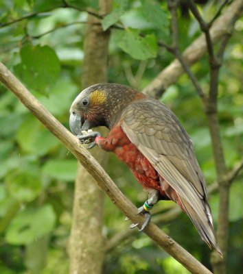 Kaka nibbles.jpg