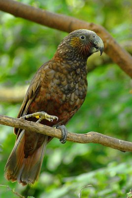 Kaka on lookout.jpg