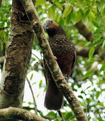 Kaka in the bush.jpg