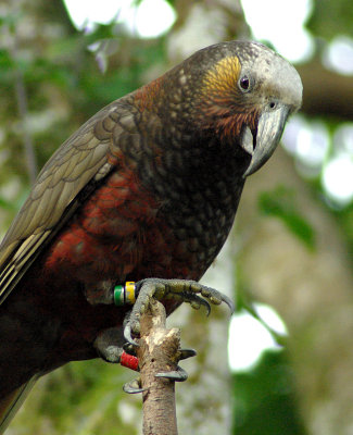 Kaka perch.jpg