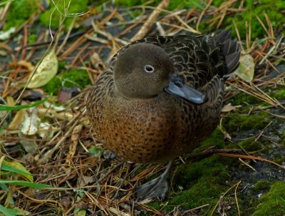 Brown Teal Karori.jpg