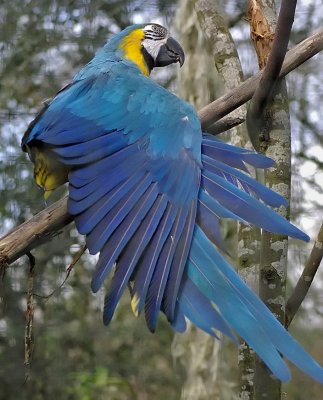 Blue  Gold Macaw 2.jpg