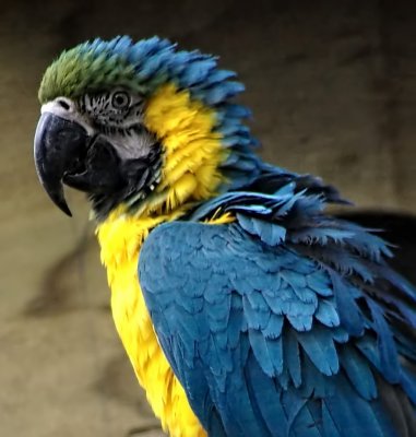 Blue  Gold Macaw 3.jpg