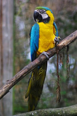 Blue  Gold Macaw 4.jpg