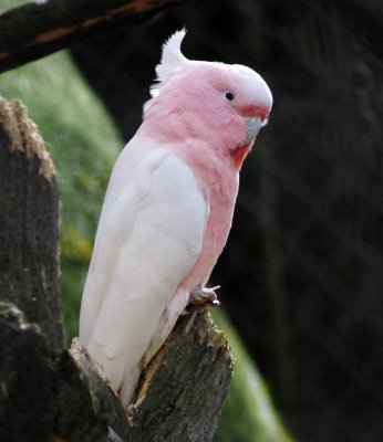 Pink Cockatoo.jpg