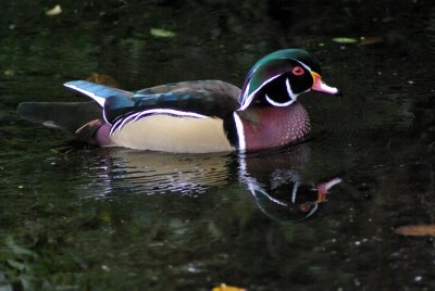 Wood Duck 2010.jpg