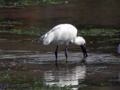 Feeding Spoonbill.jpg