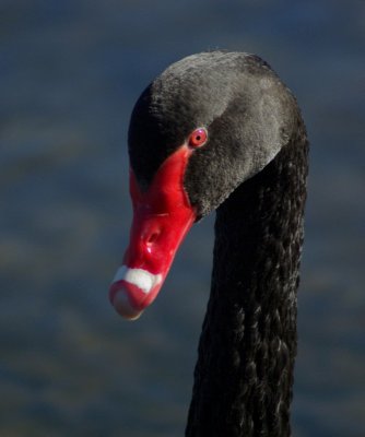 Black Swan.jpg