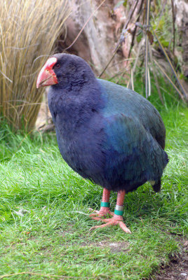 Takahe 1.jpg