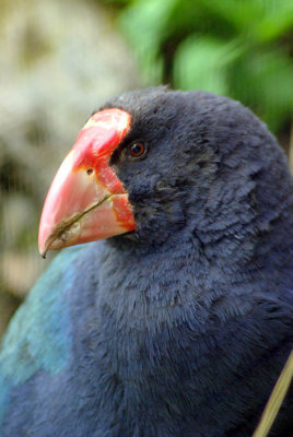 Takahe 2.jpg