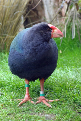 Takahe 4.jpg