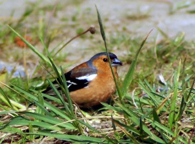 Chaffinch.jpg