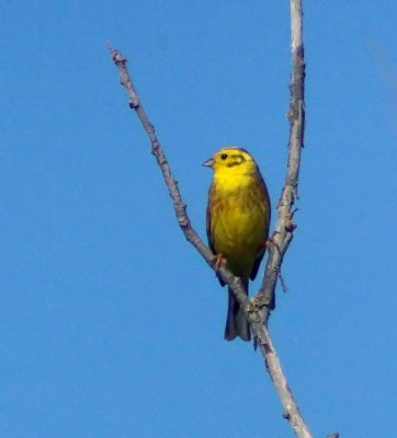 Yellowhammer on a branch.jpg