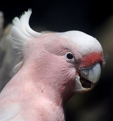 Pink Cockatoo 1.jpg