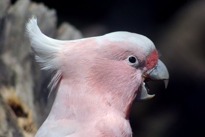 Pink Cockatoo 2.jpg