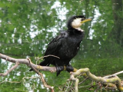 Little Shag. nr Kerrs Reach.jpg