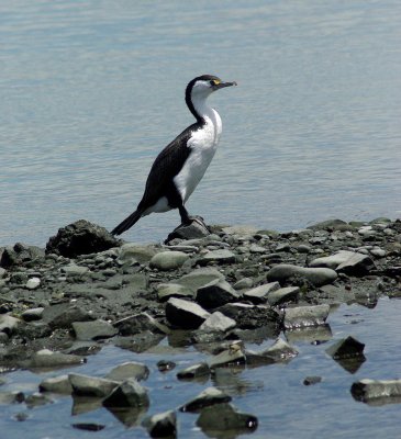 Pied Shag.jpg