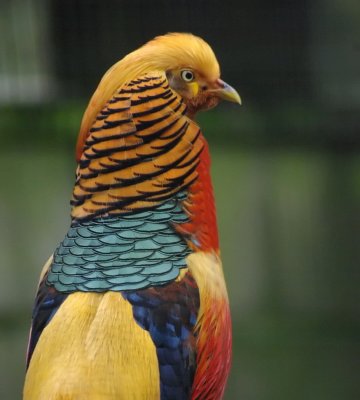 Colourful pheasant.jpg