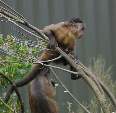 Capuchin jumper.jpg