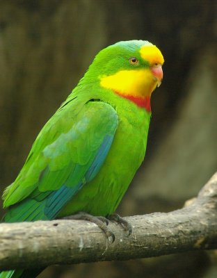 Superb Parrot 1.jpg