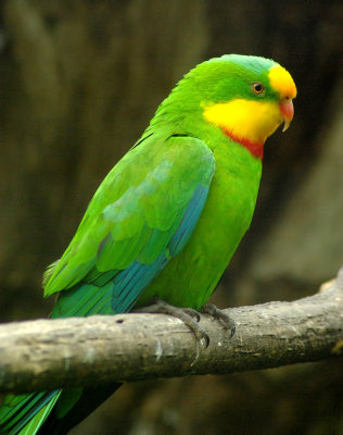 Superb Parrot 2.jpg
