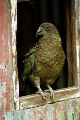 Kea in the frame.jpg