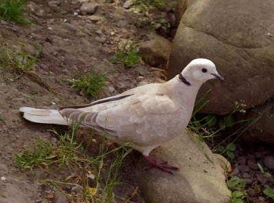 Barbary Dove.jpg