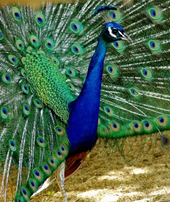 Peacock.jpg