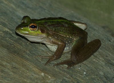 Green Bell Frog.jpg