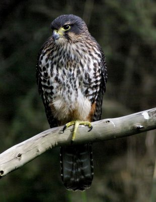 Falco novaeseelandiae.jpg