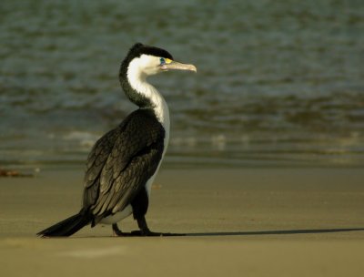 Pied Shag.jpg