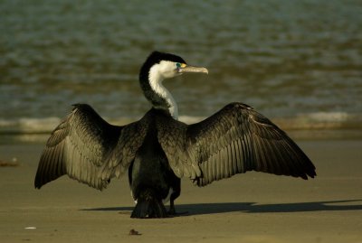 Pied Shag 2.jpg