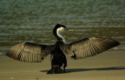 Pied Shag 3.jpg