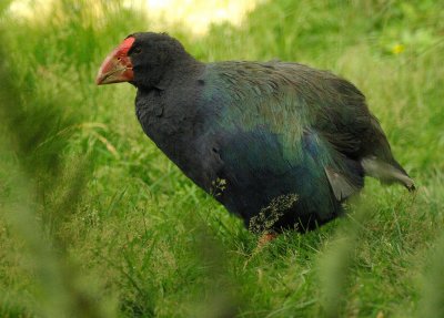 Takahe Guy 2011.jpg