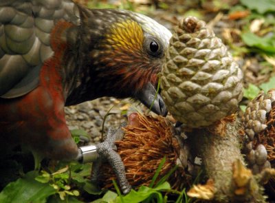 South Island Kaka with cone.jpg