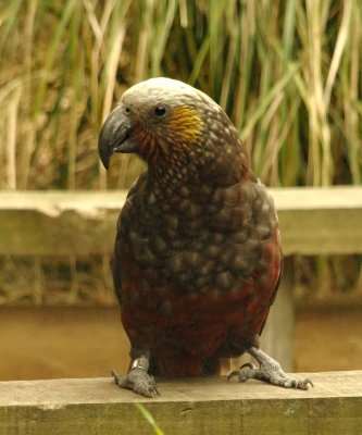 South Island Kaka 3.jpg