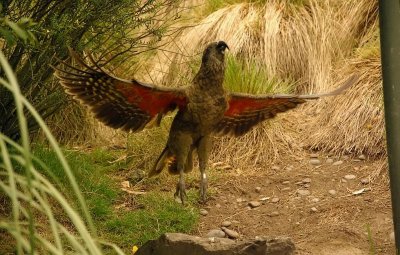 Kea lift off.jpg