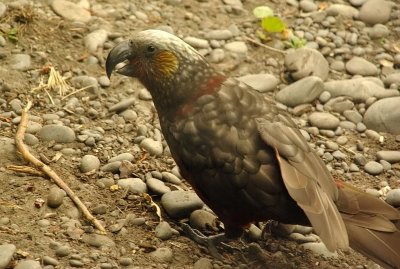 South Island Kaka 4.jpg