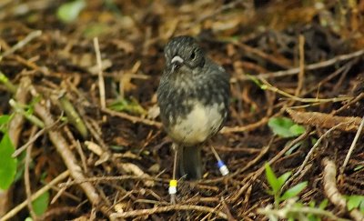 New Zealand Robin.jpg