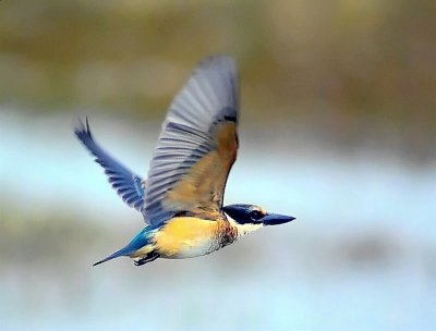 Kingfisher flight.jpg