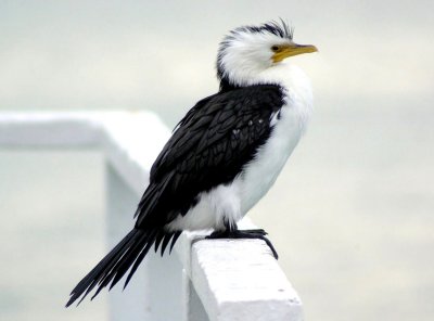 Little Shag @ Diamond Harbour.