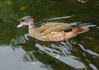 Female Wood Duck.jpg