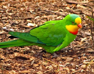 overseas_parrots