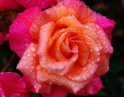 Sunrise Rose with Raindrops.jpg