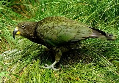 Kea Juvenile.jpg